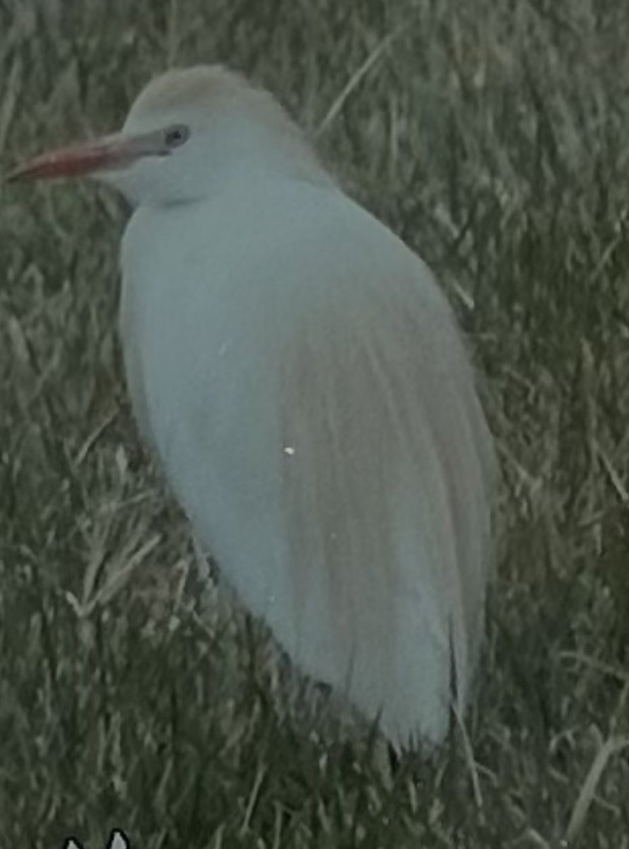 tiny2001_1999's tweet photo. Happy Earth 🌎 Day!! Woke up to see Ibis &amp; a Cattle egret taking advantage of finding worms 🐛 on my field! #acequia #Springtime #EarthDay #NewMexico #NorthernNM #cattleegret #ibis #birds https://t.co/1qFAYBUxlQ
