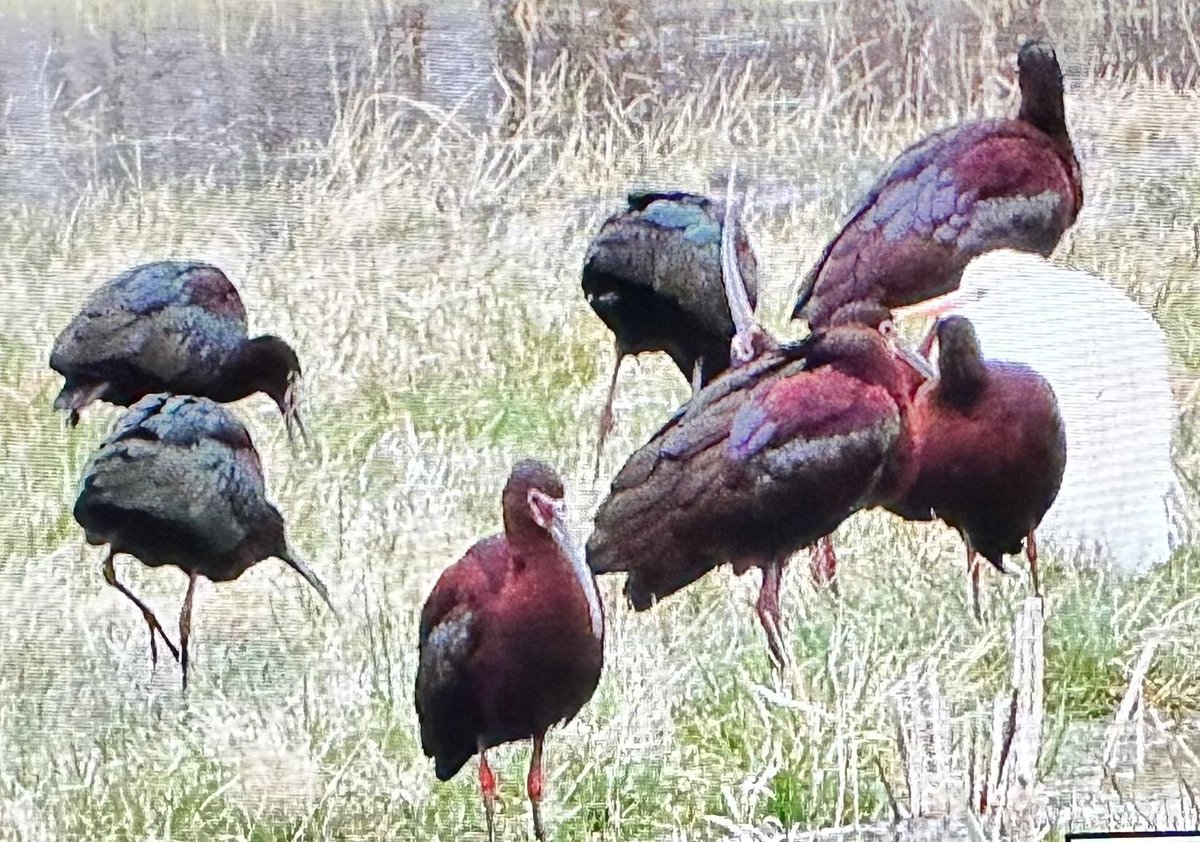 tiny2001_1999's tweet photo. Happy Earth 🌎 Day!! Woke up to see Ibis &amp; a Cattle egret taking advantage of finding worms 🐛 on my field! #acequia #Springtime #EarthDay #NewMexico #NorthernNM #cattleegret #ibis #birds https://t.co/1qFAYBUxlQ