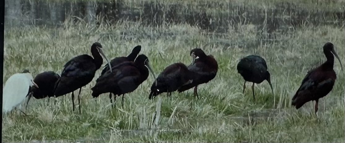 tiny2001_1999's tweet photo. Happy Earth 🌎 Day!! Woke up to see Ibis &amp; a Cattle egret taking advantage of finding worms 🐛 on my field! #acequia #Springtime #EarthDay #NewMexico #NorthernNM #cattleegret #ibis #birds https://t.co/1qFAYBUxlQ