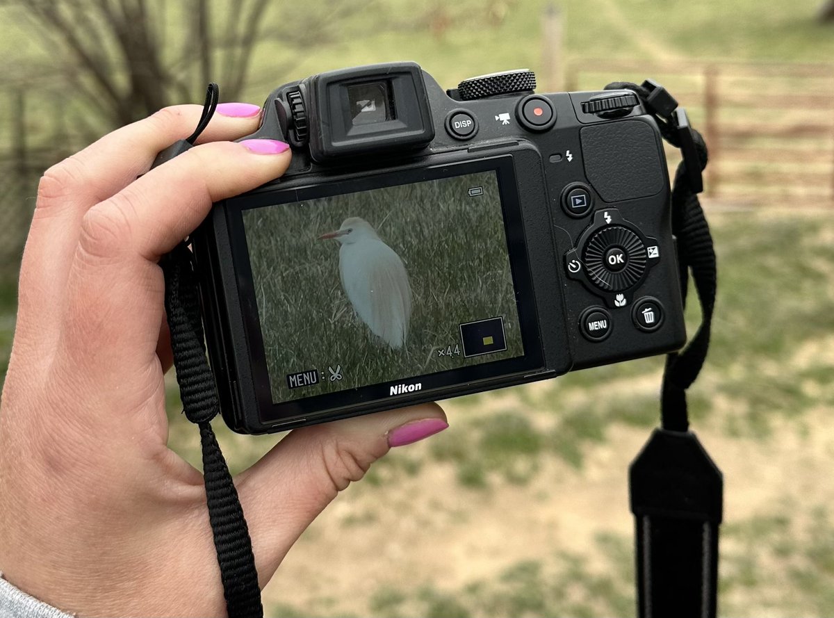 tiny2001_1999's tweet photo. Happy Earth 🌎 Day!! Woke up to see Ibis &amp; a Cattle egret taking advantage of finding worms 🐛 on my field! #acequia #Springtime #EarthDay #NewMexico #NorthernNM #cattleegret #ibis #birds https://t.co/1qFAYBUxlQ