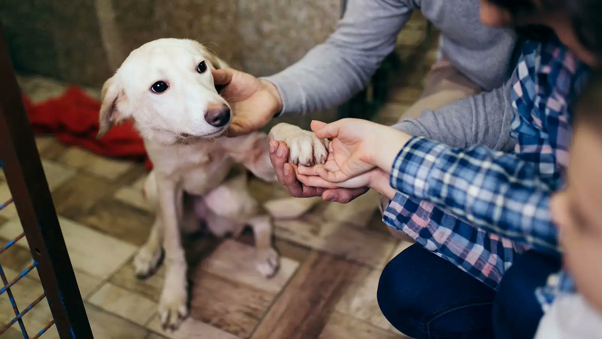 TheOnion's tweet photo. Dog Feels Like He Always Has To Be ‘On’ Around Family https://t.co/jlvLyXgxg7 https://t.co/M1yDU5kleD