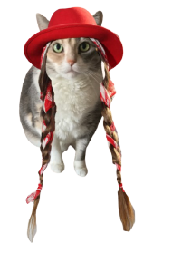 SnickersACat's tweet photo. @MatthewSummors @Hedgewatchers @canyon_cats @BungandZip @RC_EARL @cathiebun wot costumes ?😸 https://t.co/JzbVRwRefJ