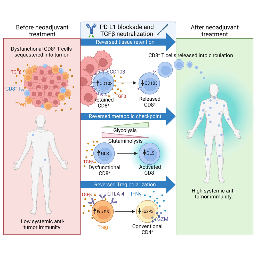 🥼 This <a href="/Cancer_Cell/">Cancer Cell</a> study by scientists at the @NCIResearchCtr (@theredmanMD, <a href="/gulleyj1/">@gulleyj1</a>, <a href="/DrPatSoonShiong/">Dr. Pat Soon-Shiong</a> &amp; more) and collaborators illustrates the physiological and metabolic changes underlying #Tcell responses to neoadjuvant #immunotherapies. 

📘: bit.ly/41PtqUR