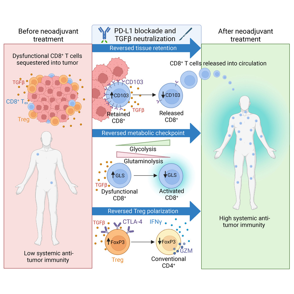 🥼 This @Cancer_Cell study by scientists at the @NCIResearchCtr (@theredmanMD, @gulleyj1, @DrPatSoonShiong & more) and collaborators illustrates the physiological and metabolic changes underlying #Tcell responses to neoadjuvant #immunotherapies. 📘: bit.ly/41PtqUR