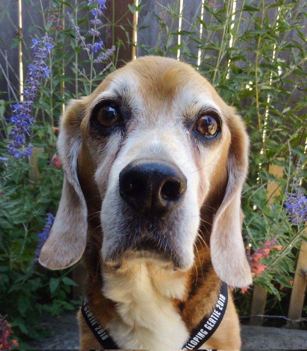 WomackAaronC's tweet photo. @beaglefacts https://t.co/DBXYW5WK1z
