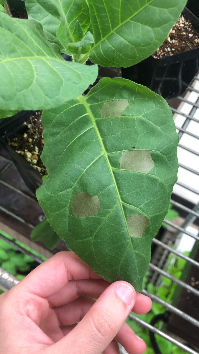 NinaFalcone3's tweet photo. I’m new to Plant Pathology. Today was my first time witnessing a hypersensitive response on tobacco. These look amazing! https://t.co/wp8KpPJMXe