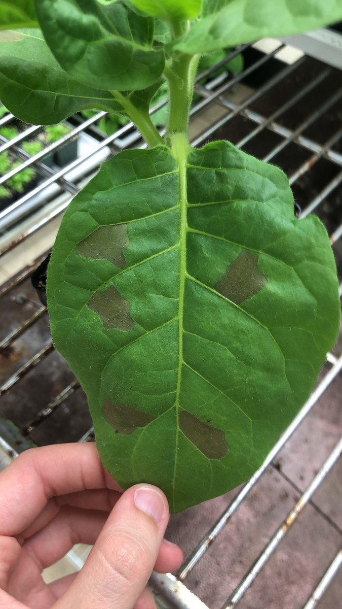 NinaFalcone3's tweet photo. I’m new to Plant Pathology. Today was my first time witnessing a hypersensitive response on tobacco. These look amazing! https://t.co/wp8KpPJMXe