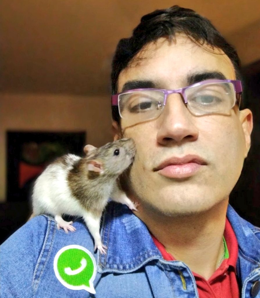 sergiobarbosach's tweet photo. En el #DiaDeLaTierra  nada me hace más feliz que mis besitos de la mañana! #ratlover #ratpet https://t.co/SZmxivk4ws