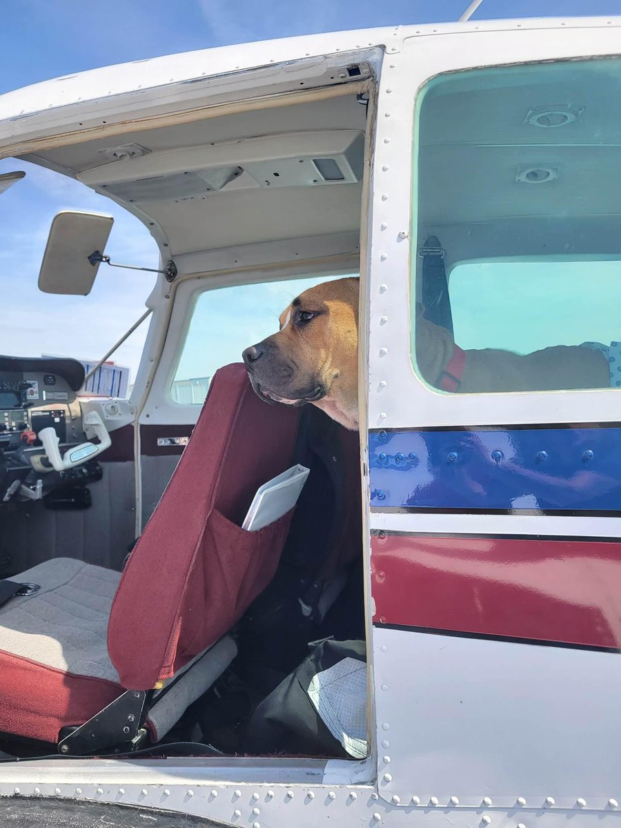 dogs_nc's tweet photo. Emory took his #Freedom flight from NC to his new home in Massachusetts #rescuedogs #flyingdogs
#AdoptDontShop https://t.co/kcxntGBcwt