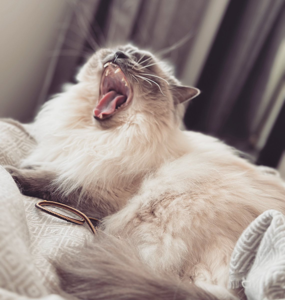 Jadeifb's tweet photo. I’ve just finished nights, Coco has had approximately 20 hours sleep in the last 24. She’s mocking me! 

#ragdoll #lazycat #mockery #cocopops https://t.co/an2u71b7ZT