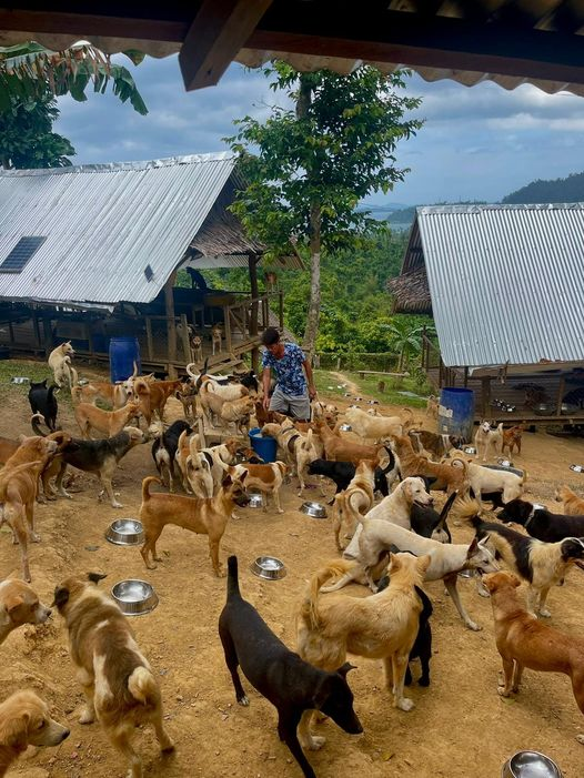 Part of the main pack.  🐶

Help us share our story with the world. Helping street dogs and soon-to-be cats is our mission. 😺

Donate today at
buymeacoffee.com/StreetDogLegacy