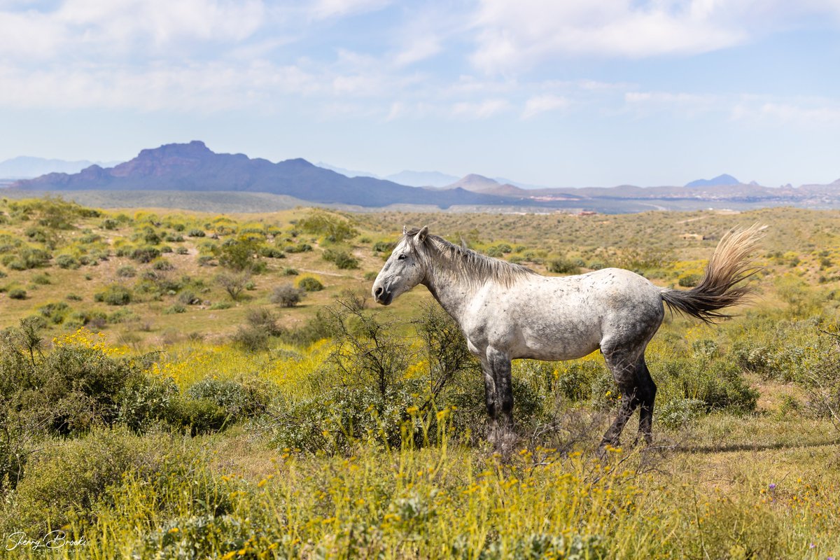 Happy #EarthDay!
#azphotographer #landscapephotographer #arizona #saltriverhorses #desert #desertlife #horses #chandlerphotographer #tontonationalforest