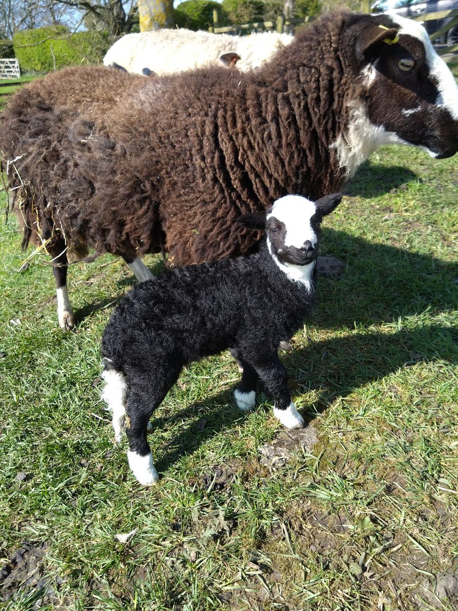 mbccdogtraining's tweet photo. Always a good day when you see a big smiley faced lamb
#shepherding #lambing #agriculture https://t.co/ThKc0nbI4l