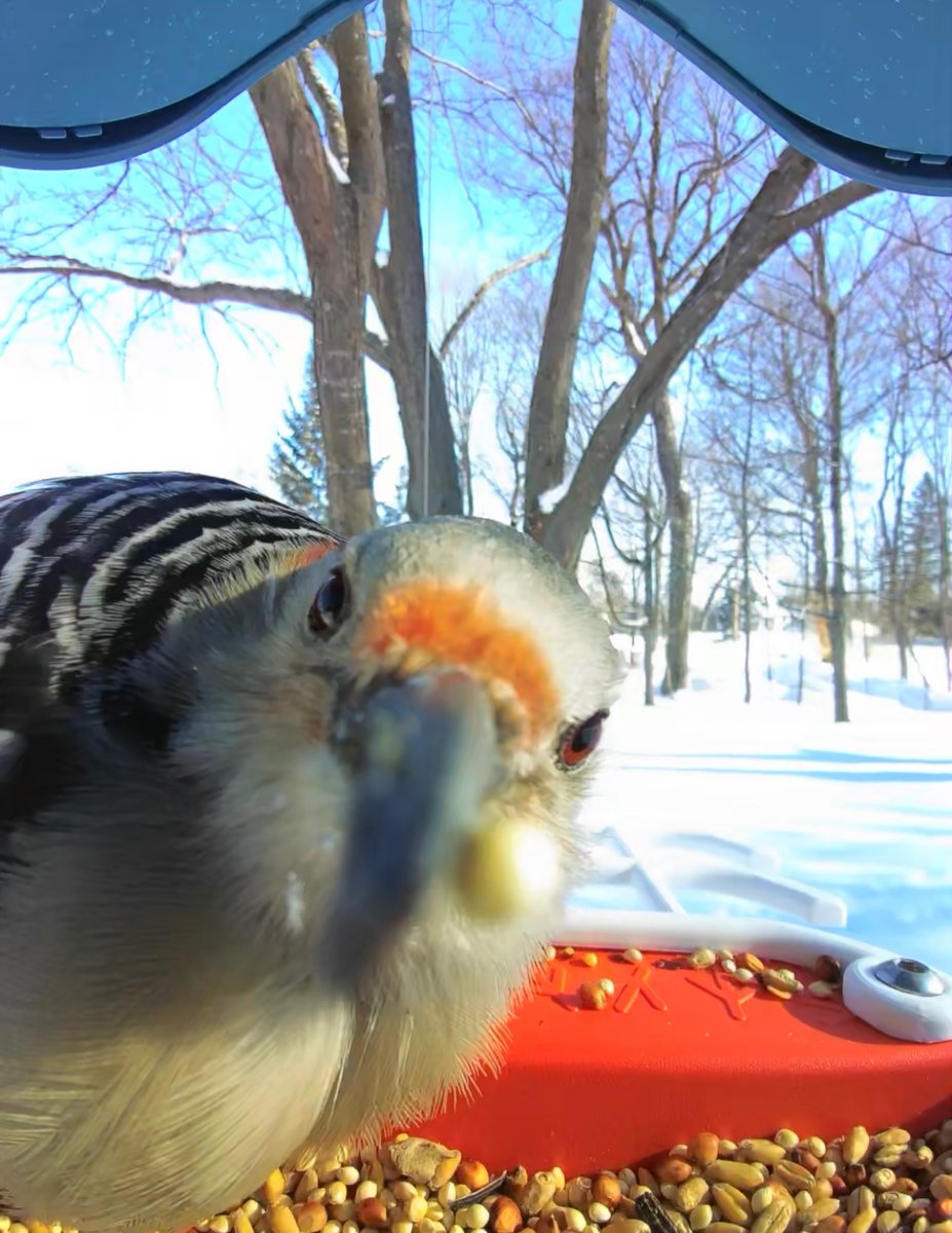 Happy Earth Day to all! A fantastic way to appreciate our planet is by simply going outdoors. Can't right now?
Enjoy this Red-Bellied
Woodpecker instead ⬇️
#EarthDay 🌎
<a href="/mybirdbuddy/">Birdbuddy</a>