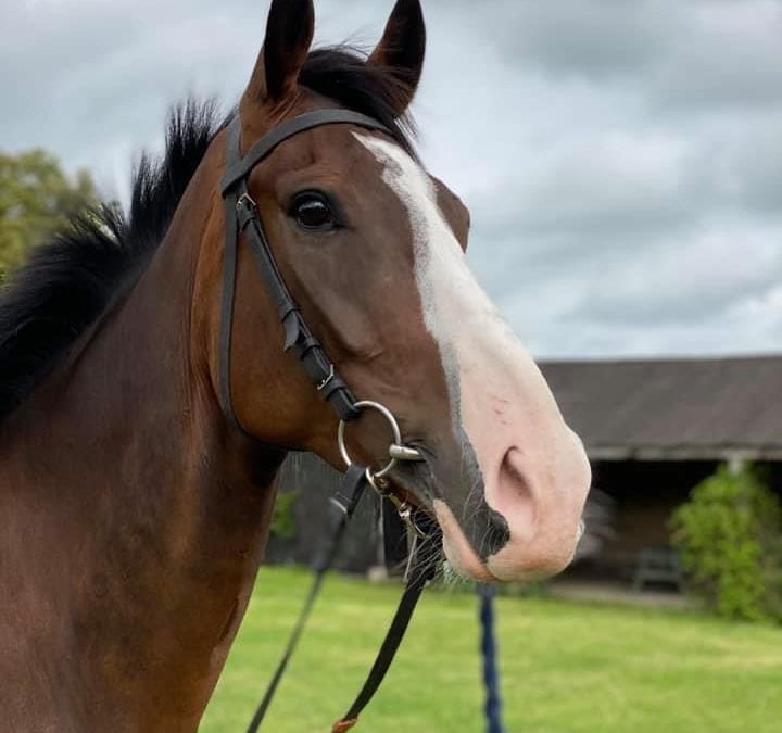 AnimalRising's tweet photo. We will never stop taking action for animal justice. Oscar Elite (pictured) fell at today's Scottish Grand National and was killed shortly after. This is heart-breaking and unnecessary, in a world that has so much potential to just be kind. We don't need to be forcing these beautiful creatures into such dangerous positions. We don't need to be breeding more of them and killing the ones who aren't good enough. It's all so unnecessary.   

At 3pm, around 25 supporters of Animal Rising attempted to get on to the tracks and prevent the next race from going ahead. Unfortunately, with an enormous and heavy-handed police presence, everyone (and the fences they were attached to) was swiftly removed from the tracks.   

But we will never stop taking action. We have an opportunity to build a kinder future where animals are no longer exploited for entertainment, food or any other cause. Please sign our petition to bring an end to this cruel sport.  (Link in Bio) 

Rest in peace to Oscar Elite, and to all of the horses who weren't fast or strong enough and didn't even make it that far. 💔  #ForAllLife
