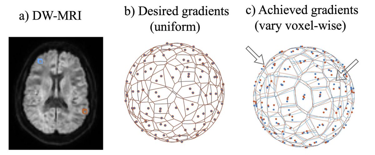 MASI_Lab's tweet photo. We know that correction of hardware nonlinearities (e.g., the famous Bammer 2003 approach) improves quantitative accuracy of #DTI. Yet, proper correction results in a space-time varying b-field that is  memory intensive and difficult to use alongside established pipelines. /1 https://t.co/wjhH4F2smj