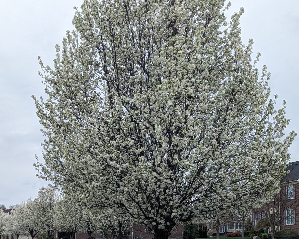 swathee_krishna's tweet photo. It's spring here...
#WinterIsDone https://t.co/qio6eFub9W