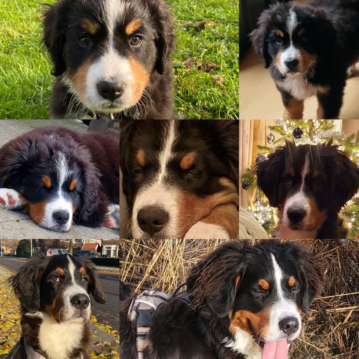 #lifeisbetterwithadog