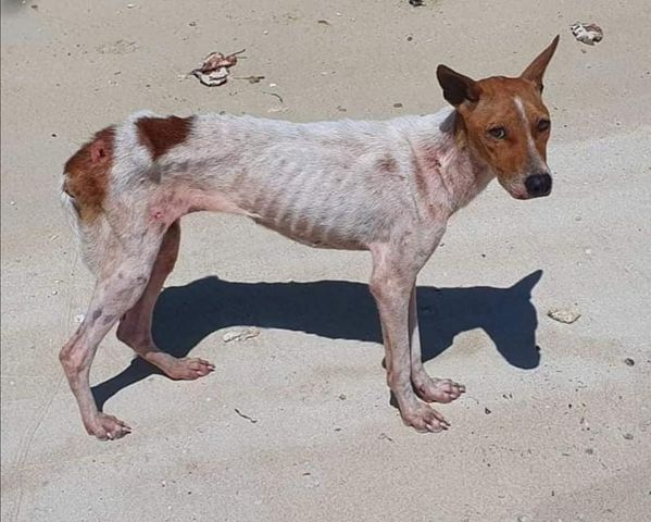 StreetDogLegacy's tweet photo. Moana and Maui, brother and sister we rescued 18 months ago.  

We medicated and rehabbed them eventually finding a fur-ever home. 

This is why we do what we do!  

https://t.co/9M6jicWFDC

#AnimalWelfare #StreetDogSanctuary
@palawandaily https://t.co/9XOlqQ2bz7