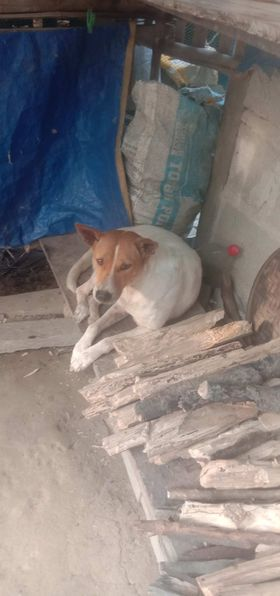 StreetDogLegacy's tweet photo. Moana and Maui, brother and sister we rescued 18 months ago.  

We medicated and rehabbed them eventually finding a fur-ever home. 

This is why we do what we do!  

https://t.co/9M6jicWFDC

#AnimalWelfare #StreetDogSanctuary
@palawandaily https://t.co/9XOlqQ2bz7