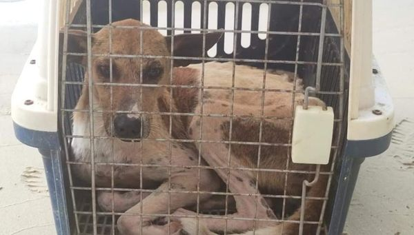 StreetDogLegacy's tweet photo. Moana and Maui, brother and sister we rescued 18 months ago.  

We medicated and rehabbed them eventually finding a fur-ever home. 

This is why we do what we do!  

https://t.co/9M6jicWFDC

#AnimalWelfare #StreetDogSanctuary
@palawandaily https://t.co/9XOlqQ2bz7