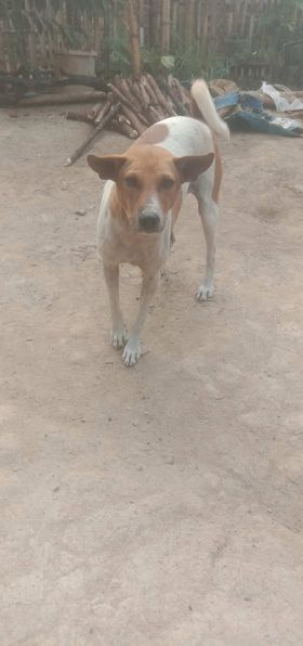 Moana and Maui, brother and sister we rescued 18 months ago.  

We medicated and rehabbed them eventually finding a fur-ever home. 

This is why we do what we do!  

buymeacoffee.com/StreetDogLegac…

#AnimalWelfare #StreetDogSanctuary
<a href="/palawandaily/">Palawan Daily (PDN)</a>