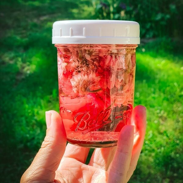 GrowForCookFerm's tweet image. Find the full recipe and instructions to make this super simple infused chive blossom vinegar here: ift.tt/2hj3DXp

It&apos;s herb garden season, what are you doing with your chive blossoms? 🌿 When I get an abundant amount of chive blossoms, my favo… ift.tt/lwXa6en