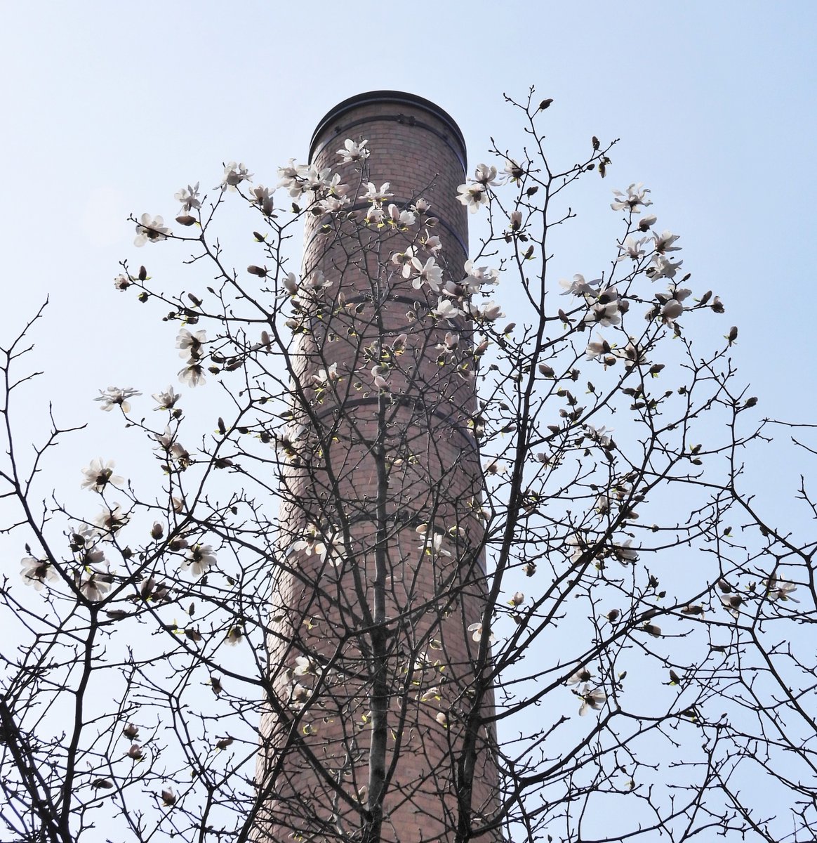 davidturbis's tweet photo. Aujourd'hui 22 avril c'est...
LA JOURNÉE DE LA TERRE...
Une petite balade dans les terrains de l'UQAM des Pavillons des Sciences en face de chez-moi... Les Magnolias commencent à éclore...
Cette cheminée est inactive.
#JournéeDeLaTerre #UQAM (Avec Nikon Coolpix P-950) #DTLG https://t.co/arfDvHhxCc