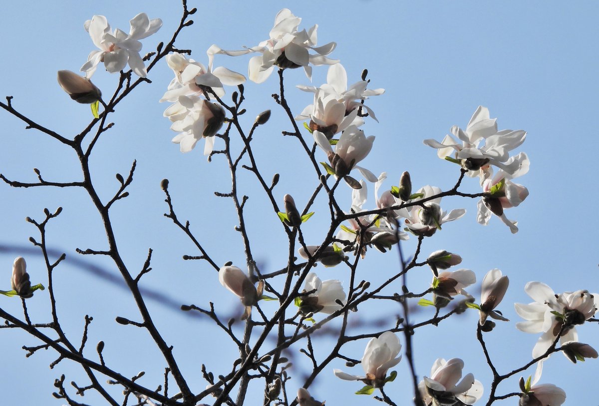 davidturbis's tweet photo. Aujourd'hui 22 avril c'est...
LA JOURNÉE DE LA TERRE...
Une petite balade dans les terrains de l'UQAM des Pavillons des Sciences en face de chez-moi... Les Magnolias commencent à éclore...
Cette cheminée est inactive.
#JournéeDeLaTerre #UQAM (Avec Nikon Coolpix P-950) #DTLG https://t.co/arfDvHhxCc