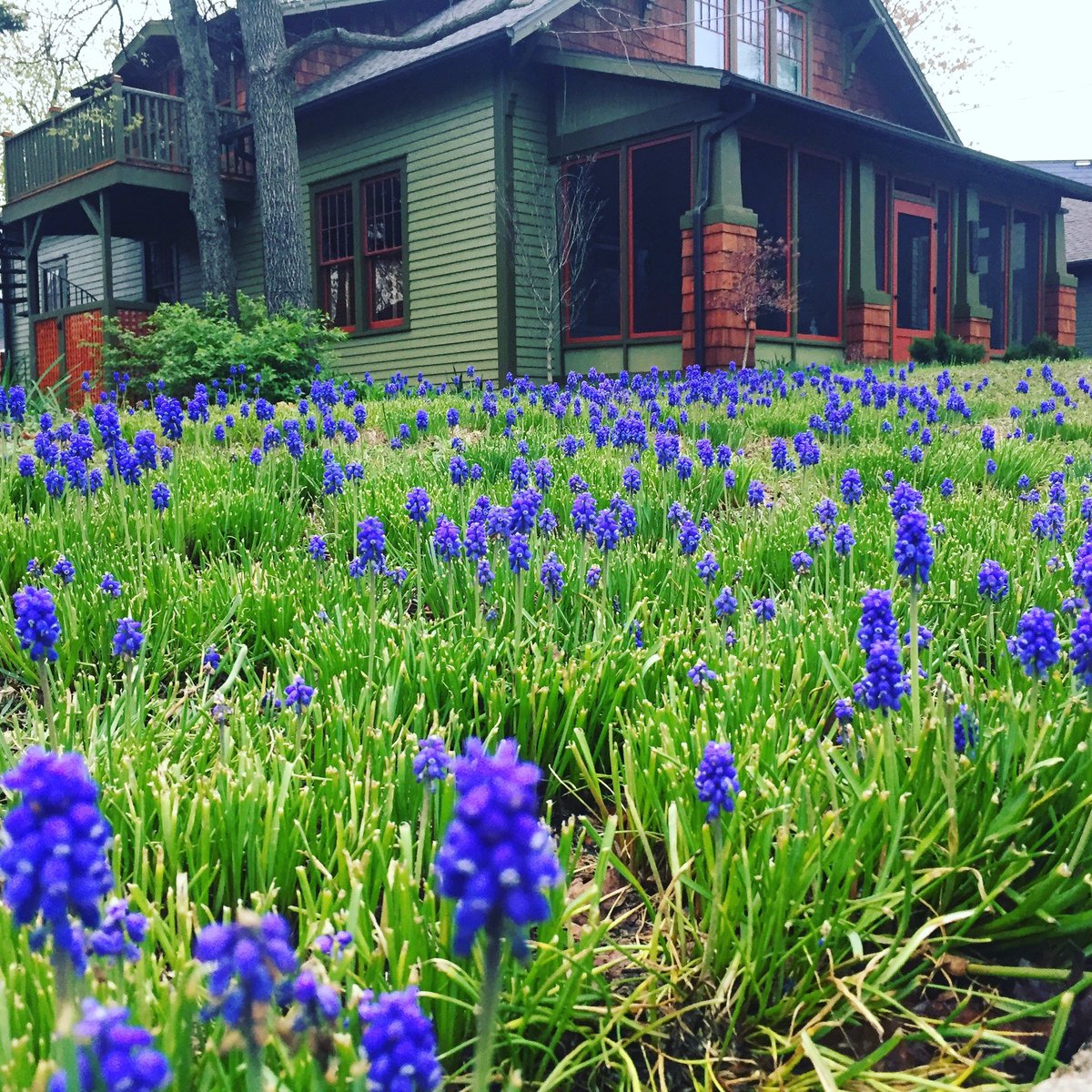 In honor of #earthday - consider your lawn differently by incorporating bulbs, blooms, and bees… one of the favorite pictures I have ever taken - grape hyacinth and tall fescue producing a spectacular lawn in Fayetteville AR…