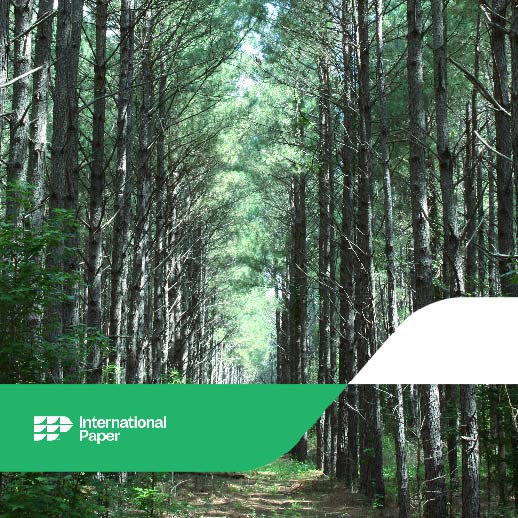 IntlPaperCo's tweet photo. Partnerships such as @NFWFnews and @IntlPaperCo help us invest in our planet to protect and conserve our forests in the South so that they can continue to provide us with their many benefits for generations to come.
#WorldEarthWeek #Conservation #Sustainability #Nature https://t.co/UqzQ3BnCG4
