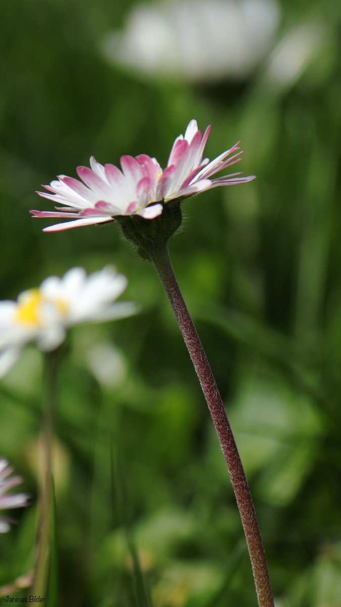 Hier hat sich eine kleine Blattlaus versteckt. :D

Made with <a href="/CanonDEU/">Canon Deutschland</a>