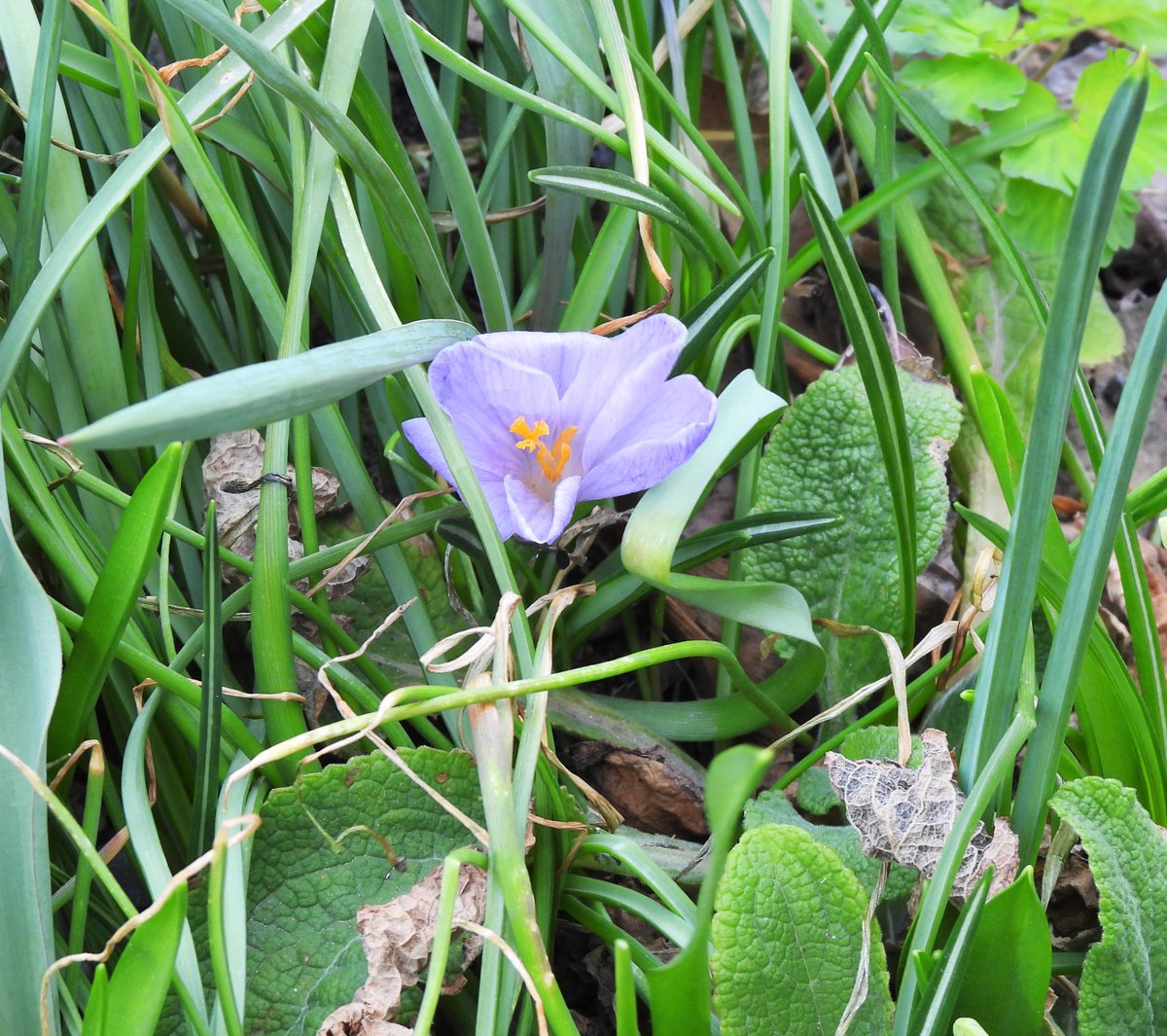 Aujourd'hui 22 avril c'est...
LA JOURNÉE DE LA TERRE... 

Une petite balade dans les terrains de l'UQAM des Pavillons des Sciences en face de chez-moi... Les Magnolias commencent à éclore... 

Cette cheminée est inactive.

#JournéeDeLaTerre #UQAM (Avec Nikon Coolpix P-950) #DTLG
