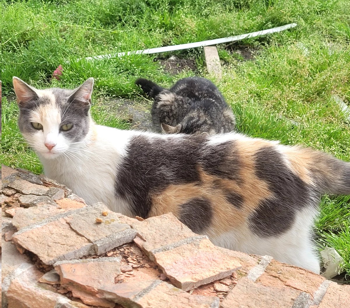 lynnslagle42's tweet photo. R.I.P Betty Paige 💔😭😭 I will miss you. I'll have my son bury her tonight. I gathered her up, cleaned her off, and placed her in a blanket. She will be buried near Baby Sweet. #lovemyferals #sadtoday #streetkitty #notlongenough #feralcolony #driveslowinneighborhoods https://t.co/OnOJyqhGJt