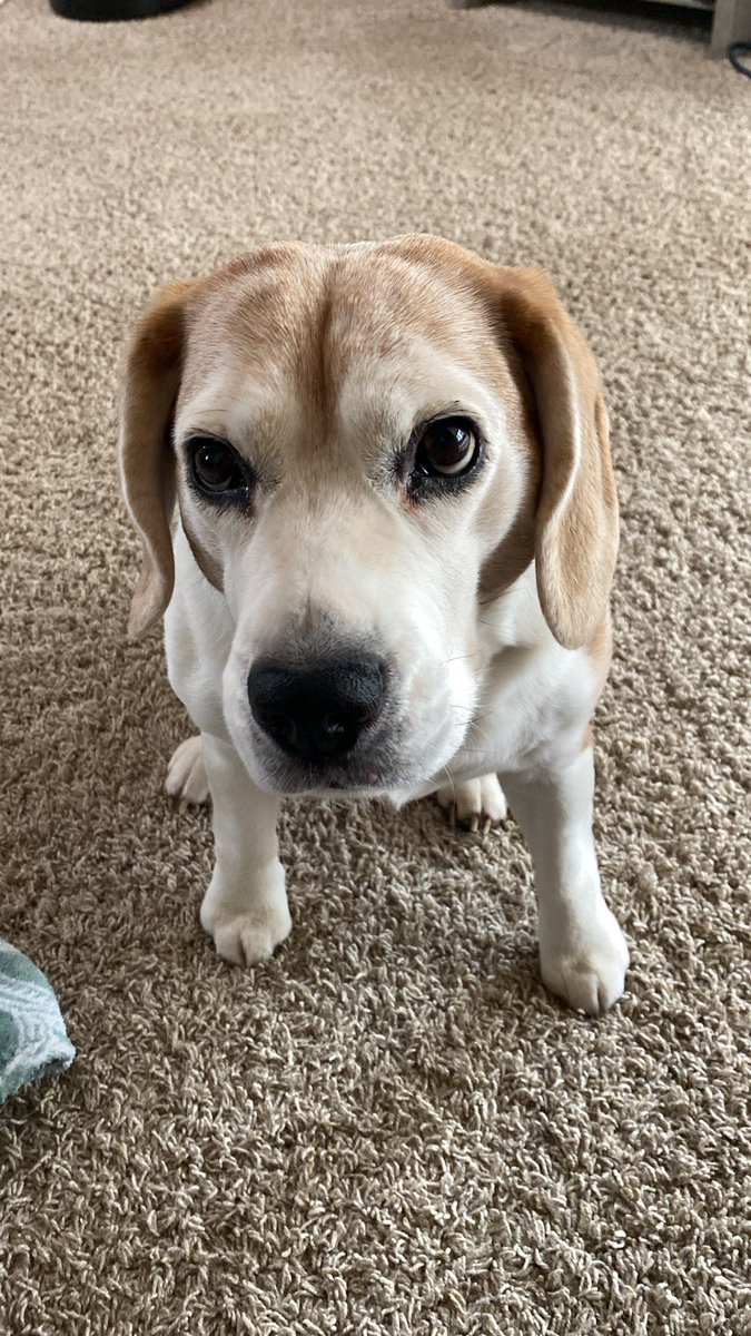 RileyBeagle tweet media