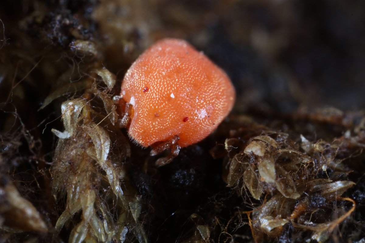 MWeites's tweet photo. Probably the biggest mite I have ever seen apart from blood-filled ticks: a Calyptostoma sp. https://t.co/f1e5aDmXAs