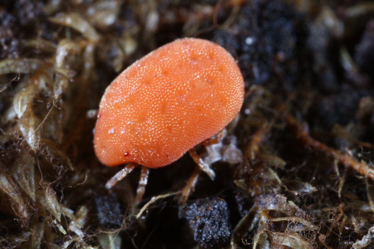 MWeites's tweet photo. Probably the biggest mite I have ever seen apart from blood-filled ticks: a Calyptostoma sp. https://t.co/f1e5aDmXAs