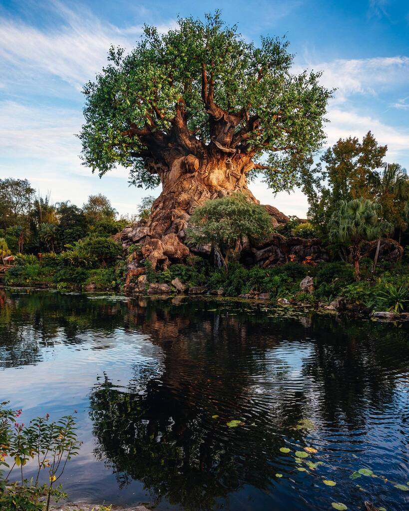 Marcopolo15's tweet photo. Happy 25th Animal Kingdom!
.
.
.
.
#WaltDisneyWorld #AnimalKingdom #Disney #ThemeParks #Florida #MyKissimmee #igers_wdw #Igers_Orlando #fd101look @WdwToday @WaltDisneyWorld @WDWBestDayEver @DisneyPhotographyInstitute #IDPMember #DisneyPhotography #Disne… https://t.co/CoYN0AO8lg https://t.co/ZjVKyszjRb
