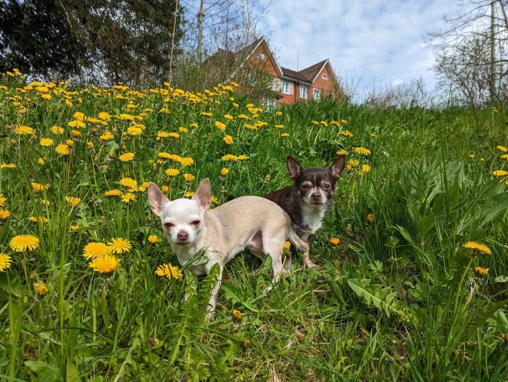 BaslerMeitli's tweet photo. A beautiful day with the family

#chihuahuasofinstagram #chihuahuaofstgallen #chihuahuaoftheday #chihuahuaofswitzerland #chihuahualove #chihuahuawithaview #happyme #enjoythemoment #teamspring #haltedieaugenoffen https://t.co/Rl08ygc4Sx https://t.co/vlj8ii9eDe