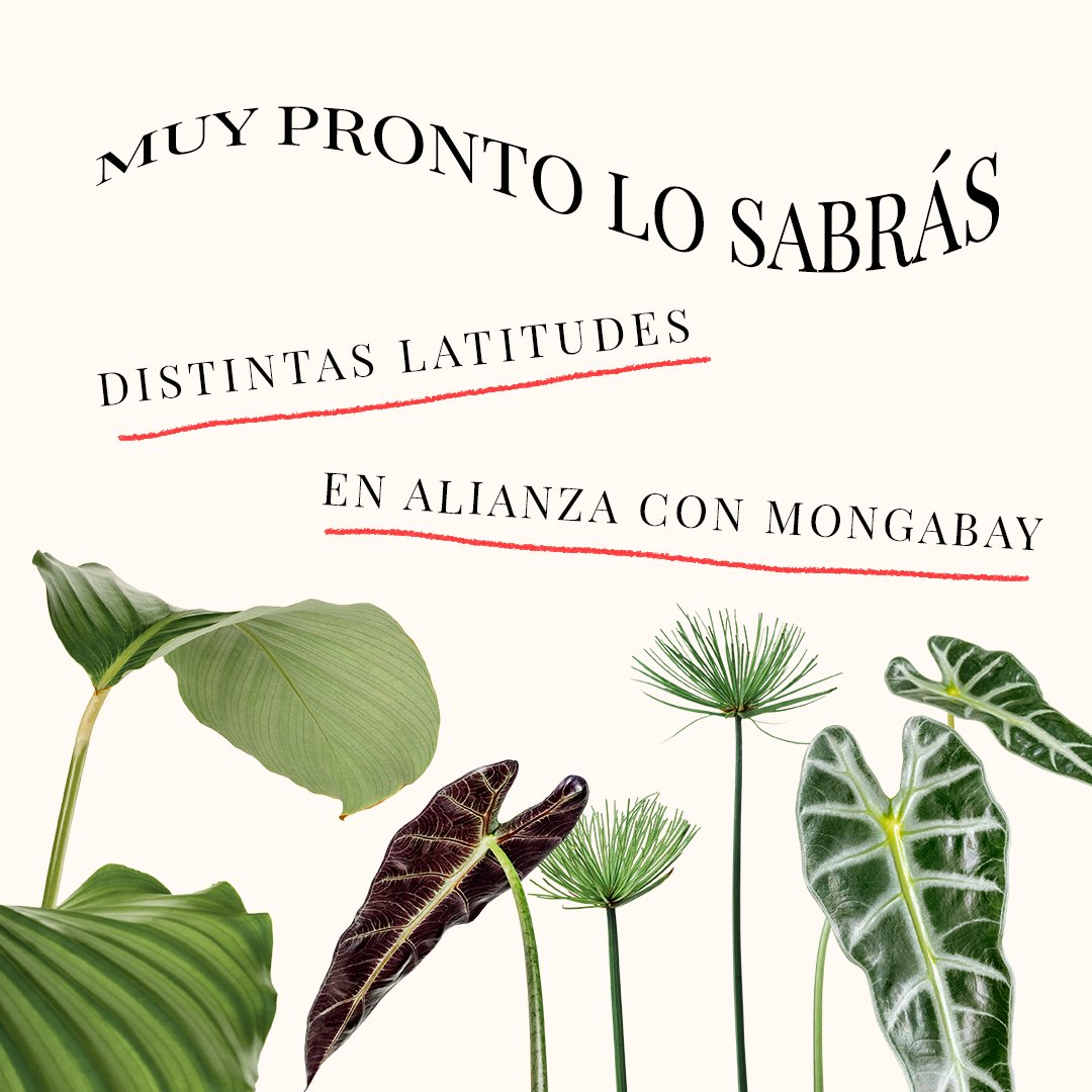 ¿Cuáles son las causas de pérdidas de bosques en América Latina? ¿Cuántos bosques perdimos en los últimos años? En el #DíaDeLaTierra te invitamos a hacerte estas preguntas. El 25 de abril las responderemos. 

Ya llega #BosquesLATAM. No te lo pierdas
📌 t.me/bosqueslatam