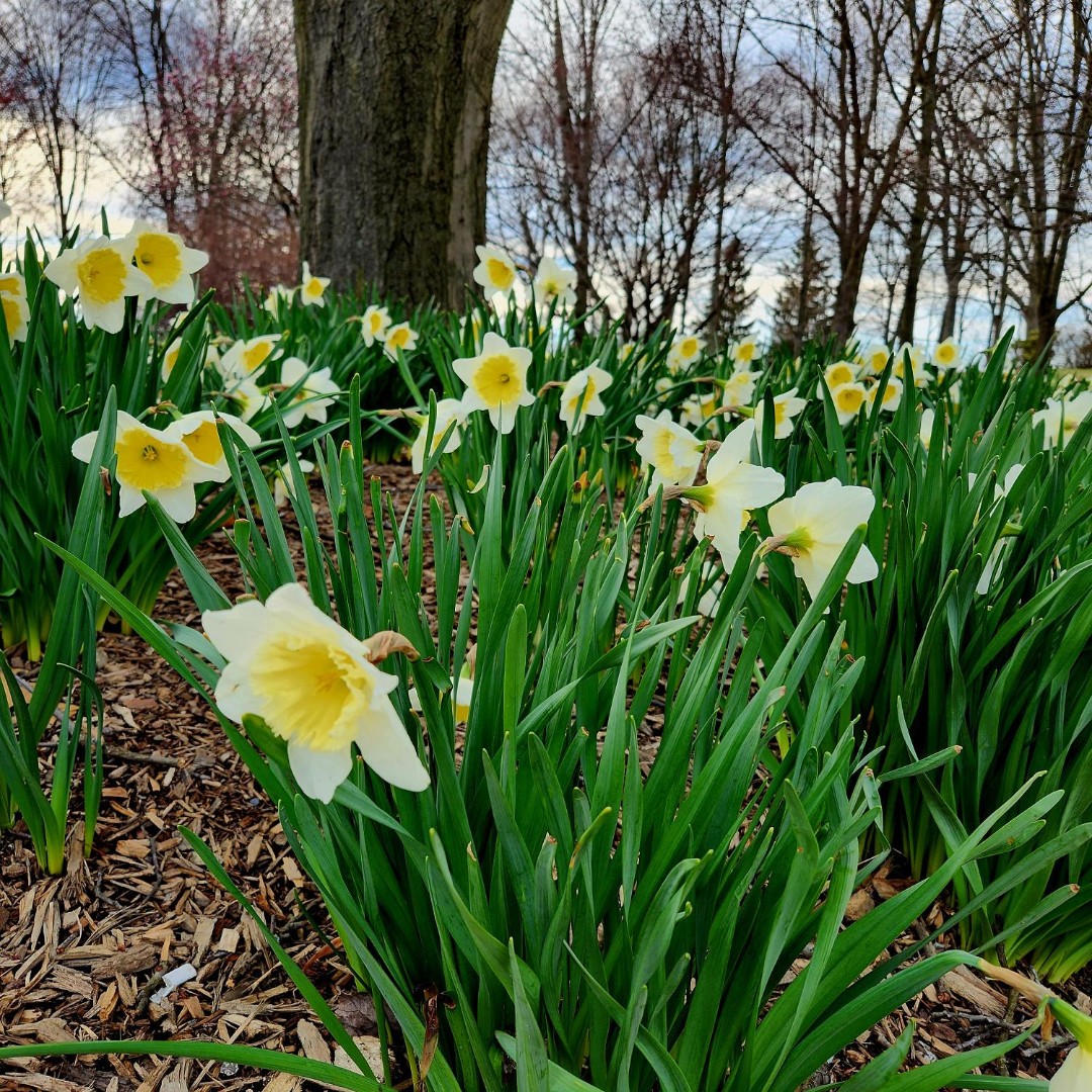 KentStateIntl's tweet photo. Happy Earth Day! Today, we're celebrating Kent State in all its beauty! With each season, Kent gets so many pretty scenes all over campus, all year long! https://t.co/HJ176bU7tg