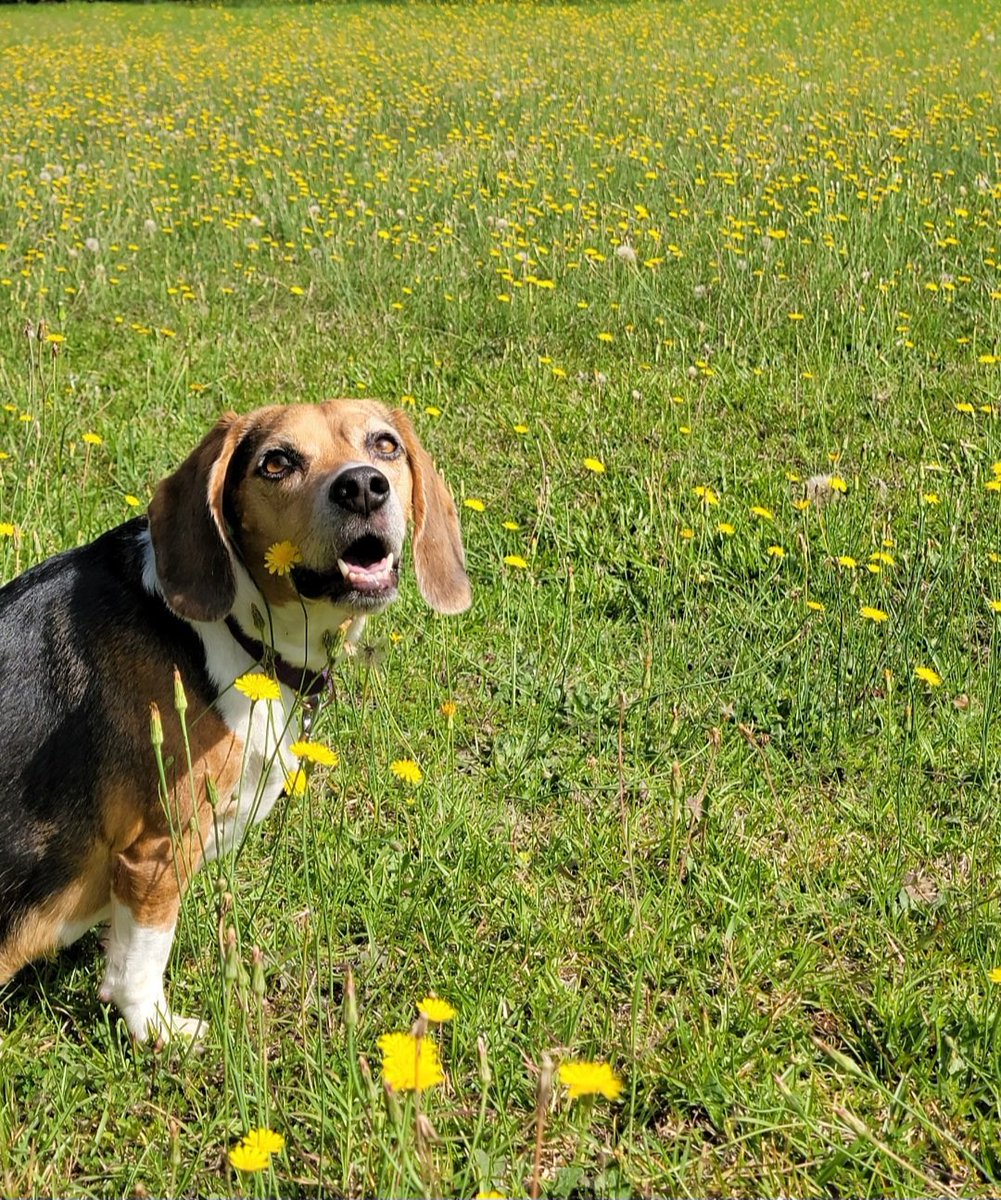 Happy National Beagle Day!!💜🥰🐾 #NationalBeagleDay #beaglelife #cute #adorable #dog #EarthDay #dogsoftwitter #puppylove   #beagle #thatpupzoey