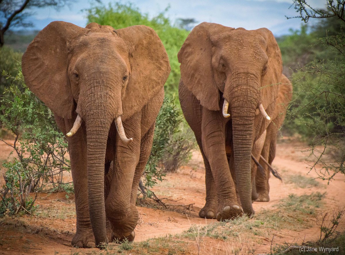 Happy #EarthDay! 🌎

We’re excited to be flying the flag high for elephants at today's #WCNExpo in Palo Alto, California. Hope you can join us!  

📷 Jane Wynyard/Save the Elephants