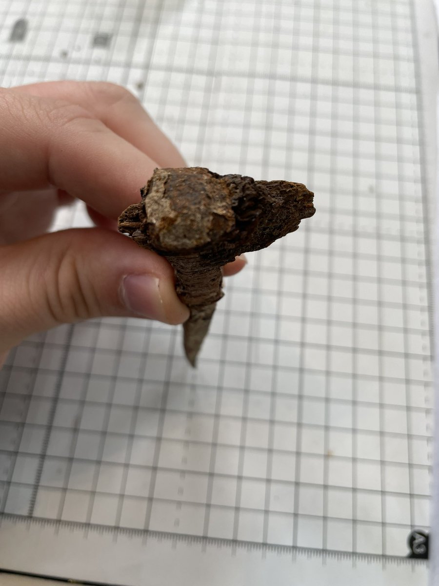 BoltonLMS's tweet photo. Another good #DugIt Archaeology Day!

Favourite pieces inc:

- possible loom weight. Found near Smithills by Toby (pictured)

- mineral water bottle from William Hall Ltd

- hand forged ‘French’ nail, late 1700s, found at Hulton Park 

Next dates Sat 20th May &amp; Sat 17th June! https://t.co/OhJ3P5f1OL