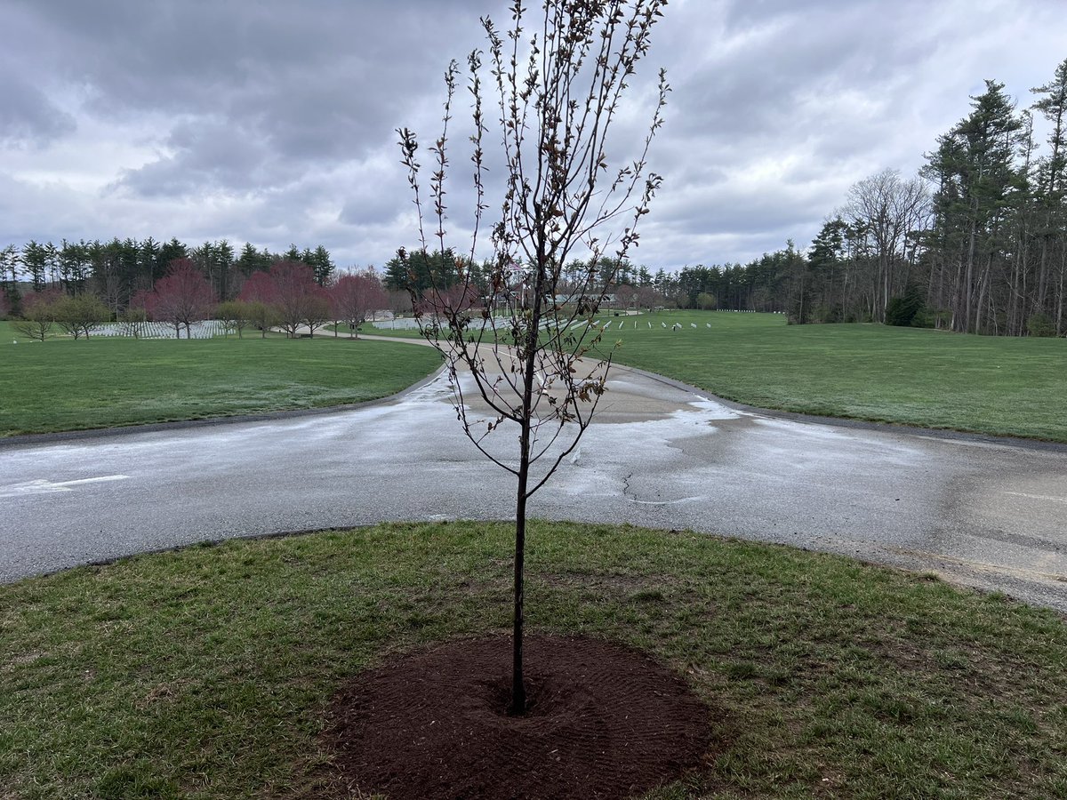 RichBastien's tweet photo. In honor of Veterans and their families that honor our grounds and #MAEarthWeek, our staff at the Massachusetts Veterans’ Memorial Cemeteries planted trees at our cemeteries located in Winchendon and Agawam this week. https://t.co/AcKqaCd64e