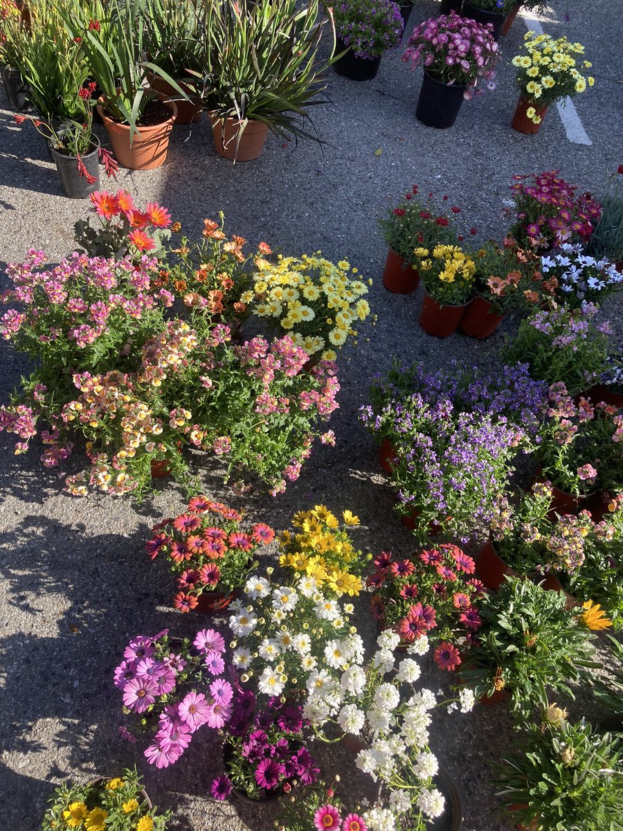 michellebchan's tweet photo. Farmers market…. AWOOOOOGAAAA https://t.co/k20dGLSeem