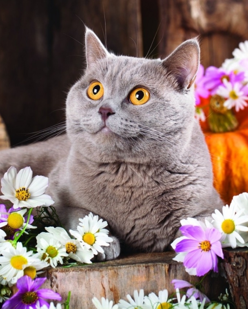 LoveSongs4Peace's tweet photo. Best of #Caturday with British Shorthair & #Chamomiles 🐈⬛🐈🌼 https://t.co/boeyYKaiOX