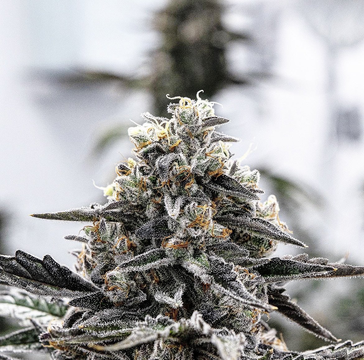 Vanilla Gelato aka Vanilla Ice (jet fuel gelato x flo white)

Consistently delivers large frosty nugs, filled with a limonene-dominant terp profile 🚀