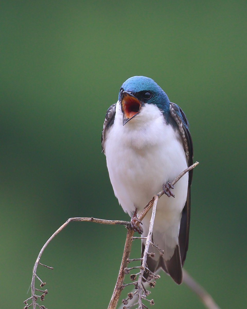Bird Id: Tree Swallow 

#Canon Gears

#birds #birdphotography #birding #birdwatching #BirdsOfTwitter #BirdsSeenIn2023 #NatureBeauty #NaturePhotography #nature #IndiAves #audubon #american #woodlands #statepark #PennState #TwitterNatureCommunity #swallow