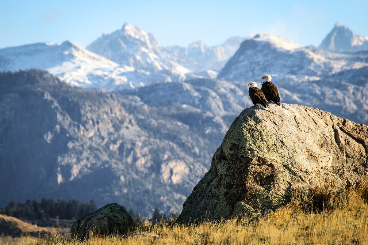 AximGeo's tweet photo. On this Earth Day, lets appreciate preservation efforts like Axim's work to standardize raptor nest data with the Wyoming Bureau of Land Management so the BLM &amp; their partners can better use this data to support land use decisions.

#AximGeospatial #EarthDay #mapping #GIS https://t.co/F91PSXC69r